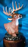 Barry Stein Barry Stein White Tail Deer